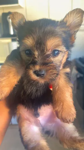 Yorkshire macho Mini