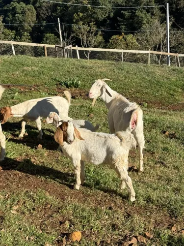 Vendo Cabra ? Saanen