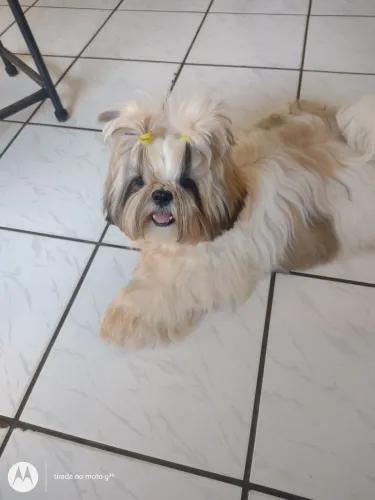 Shitzu macho a procura de uma namorada