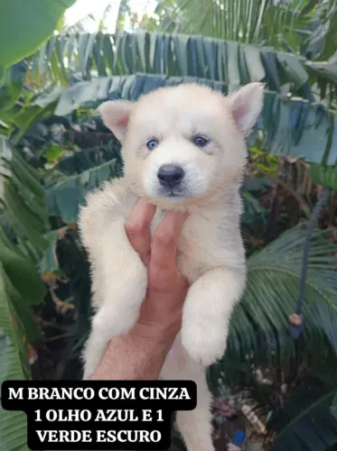 Vende-se ou troca husky siberiano vermifulgado já com a 1° vascaína