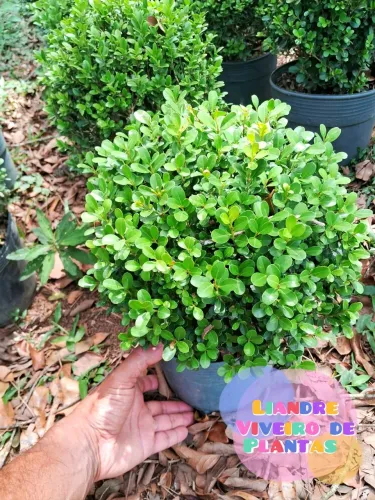 Promoção Buxinhos de Jardim