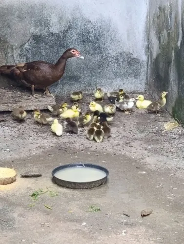 Patinhos 5 dias (R$10,00)
