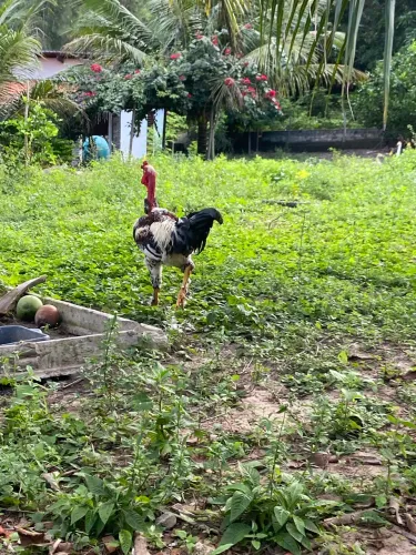 Galos e Galinhas 