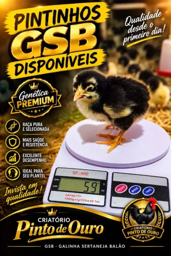 Pintinhos GSB Premium 