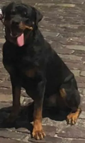 Cachorro