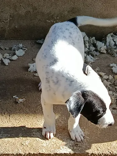Adote um cãozinho 