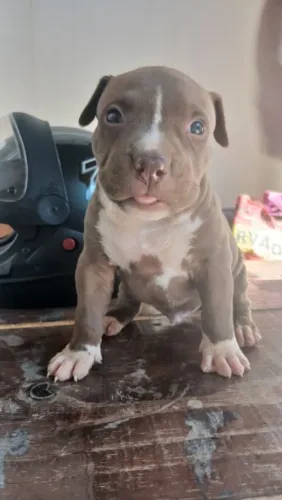 Pitbull