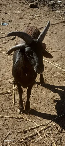 Vende se Carneiro lindo de genética diferenciada