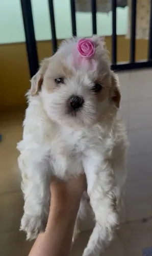 Shih Tzu fêmea Um filhote com personalidade de sobra
