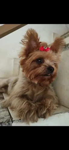 Yorkshire terrier macho (Leia anúncio)