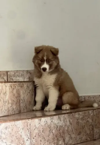 Filhote husky siberiano