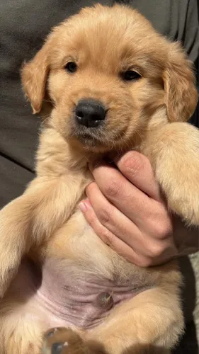 Filhote de Golden Retrivier 