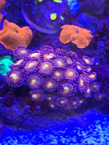 Coral Zoanthos Stargazer Marinho