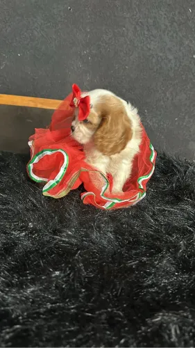 Cavalier king macho e fêmeas de alto padrão
