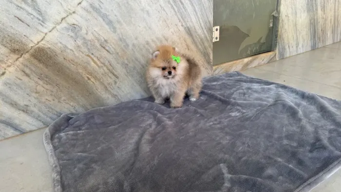 SPITZ ALEMÃO ANÃ DISPONÍVEL