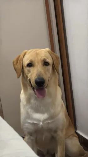 Doação Labrador 10 meses 