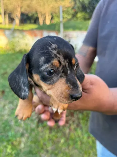 Salsichinhas Dachshund Arlequin