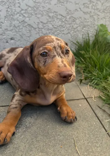 Vendo Dachshund mofado