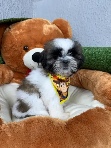 Shih tzu lindos filhotes
