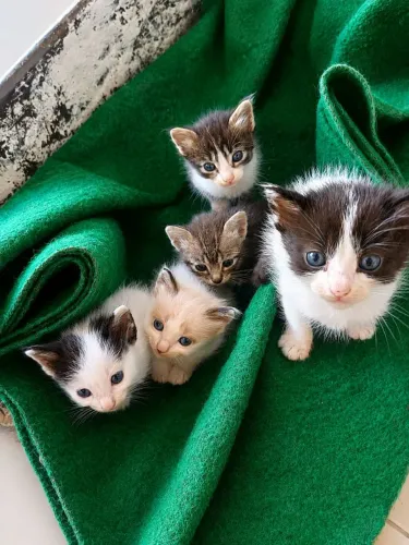 Gatos para adoção 