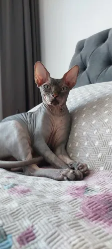Sphynx