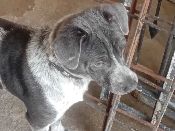 Doação  cachorro ? 