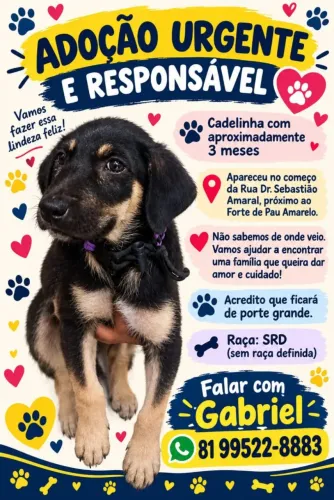Adoção urgente e responsável pra não voltar a rua