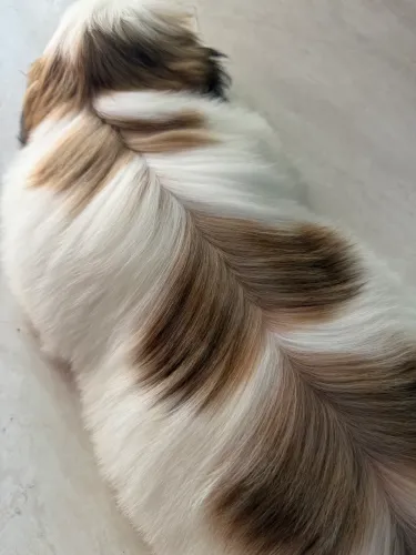 Shih tzu