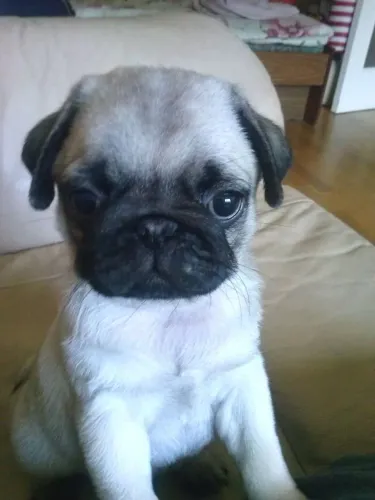 Pug Cachorro pronto para um novo lar
