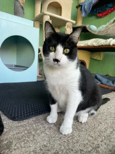 Gatinho frajola para adoção - castrado/vacinado - São Paulo, Zona Norte