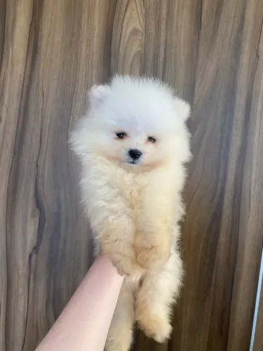 Filhotes Spitz Alemão- Lulu da Pomerania