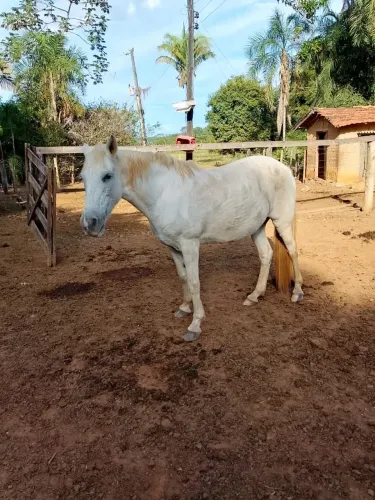 Vende-se uma égua