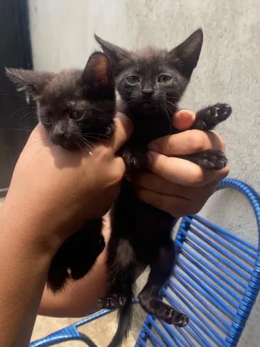 GATOS FILHOTES 