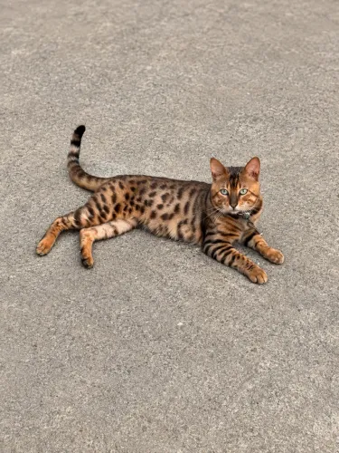 Gato Bengal