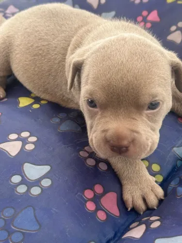 Venda de american bully filhotes