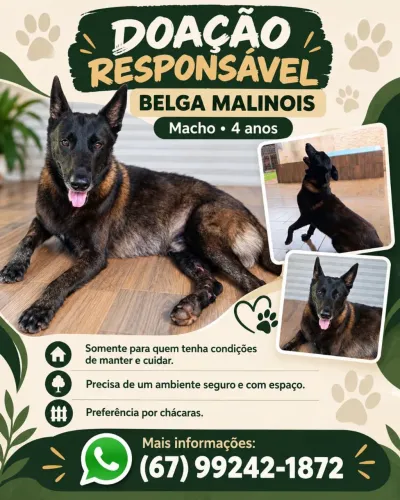 Doação belga malinois macho