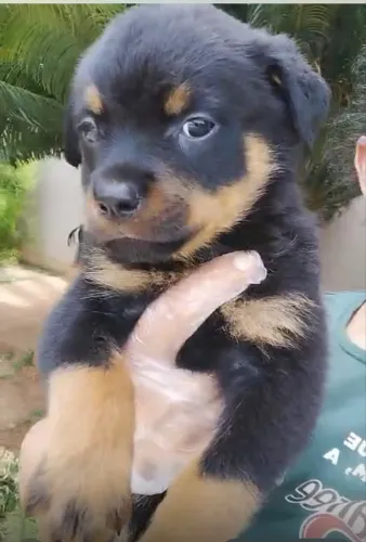 Rottweiler o melhor amigo e protetor