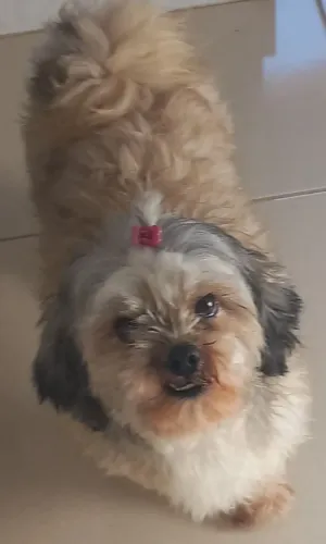 Vendendo uma cadela raça shih tzu, muito dócil vacinada. Seu nome "Lu" valor a combinar