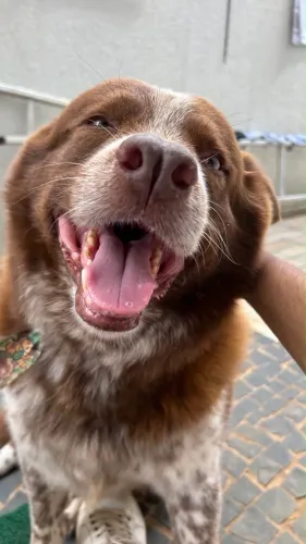PROCURA SE NAMORADA BORDER COLLIE