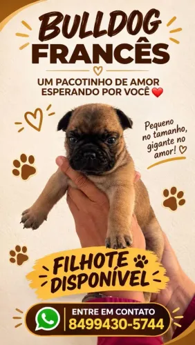 Buldogue Francês