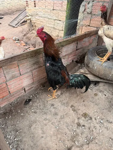 Galinhas índias e galo indio