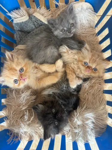 Filhotes de gato persa