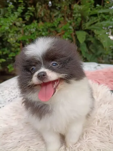 Lulu da Pomerânia