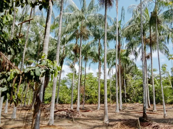 Sitio - Tefé amazonas