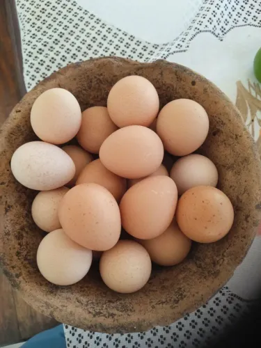 Ovo de Angola