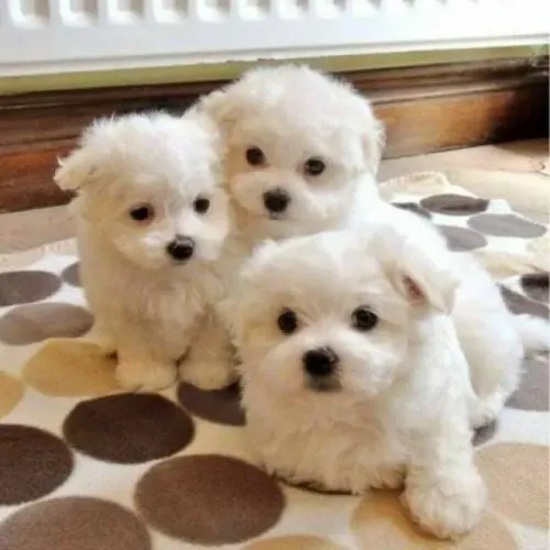 Poodle - Um Presente Inesquecível para o Dia dos Namorados