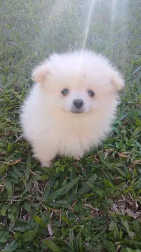 Lulu da.pomerânia fêmeas