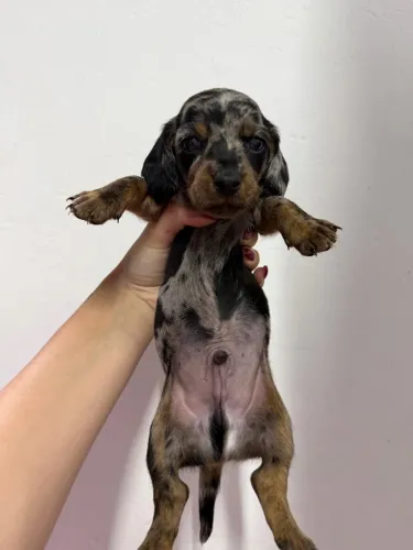 Dachshund 
