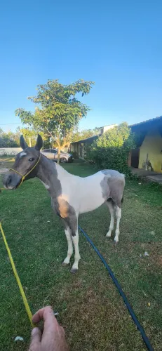 Potra Mangalarga Marchador Pampa