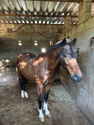 Cavalo Mangalarga Marchador